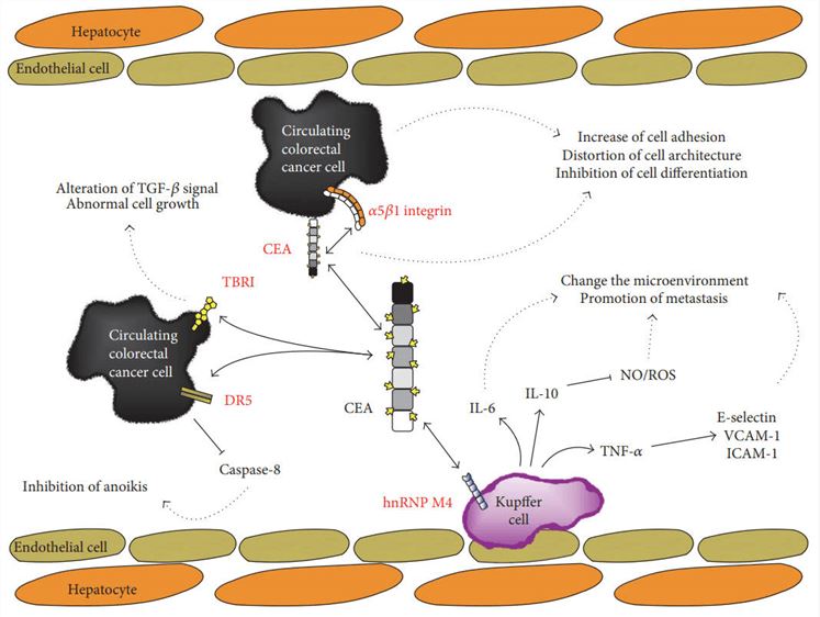 Schematic representation of CEA-affecting biological events.