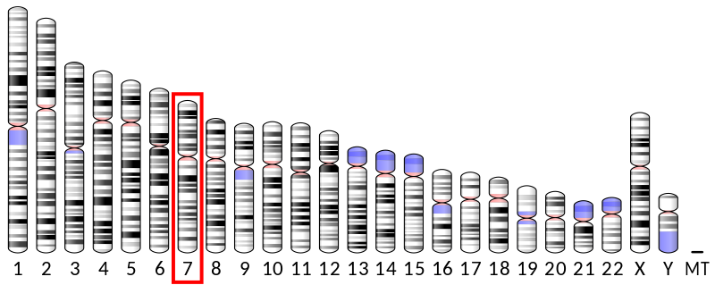 Human chromosome 7. (Creative Biolabs Original)