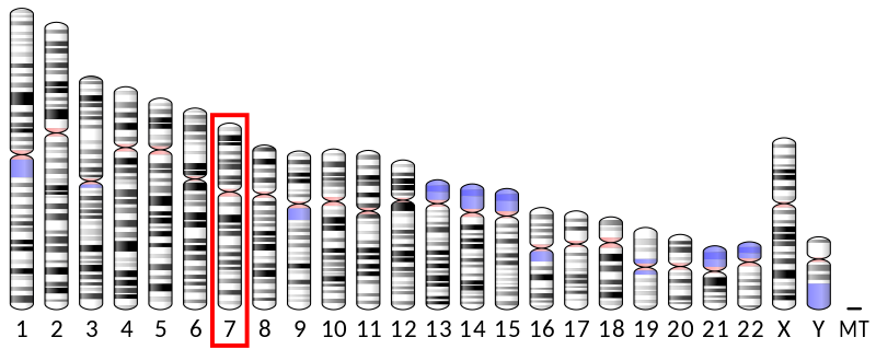 Ideogram human chromosome 7.