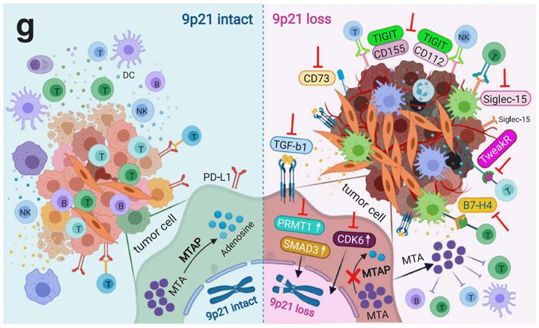 Schema summarizes the immunological modulation of 9p21 to the TME and potential immunotherapy targets identified in a study.