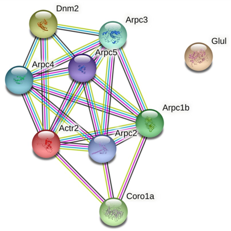 The associations among ACTR2, CORO1A, and DNM2.