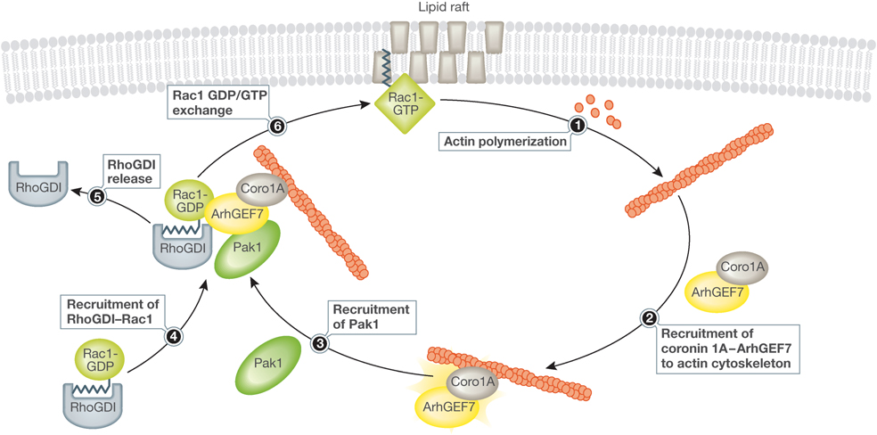 A coronin 1A-based multi-protein complex mediates a positive feedback loop that contributes to sustained Rac1 activation.
