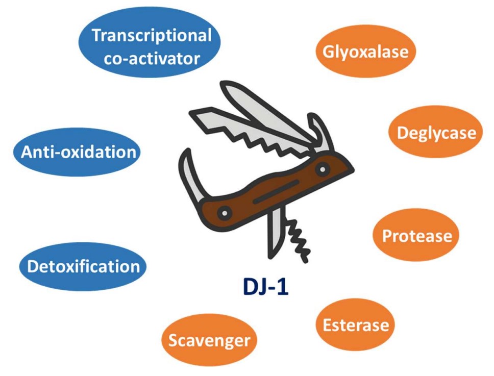 DJ-1 is a Swiss army knife-like protein with diverse functions and plays multiple essential roles in human health and disease states.