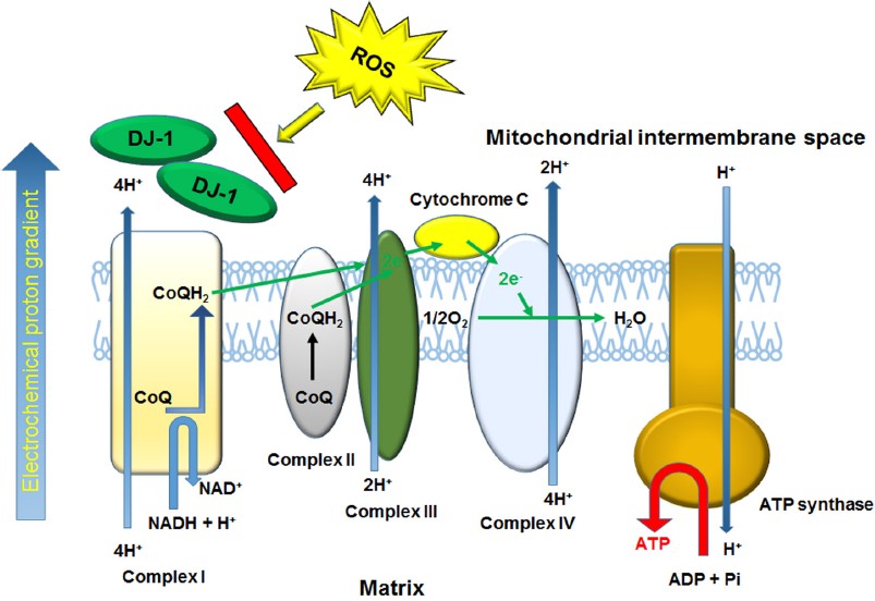 Summarized DJ-1 function for protecting mitochondrial function.