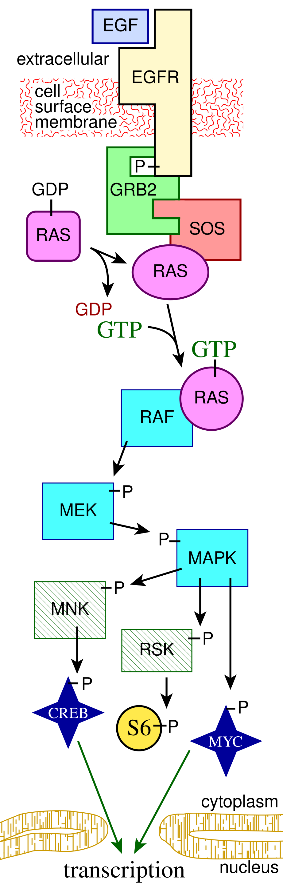 Fig.1 EGF signaling pathway. (From Wiki: This vector image was created with Adobe Illustrator, https://commons.wikimedia.org/wiki/File:MAPKpathway_diagram.svg)