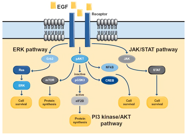Overview of the EGF signaling pathway.