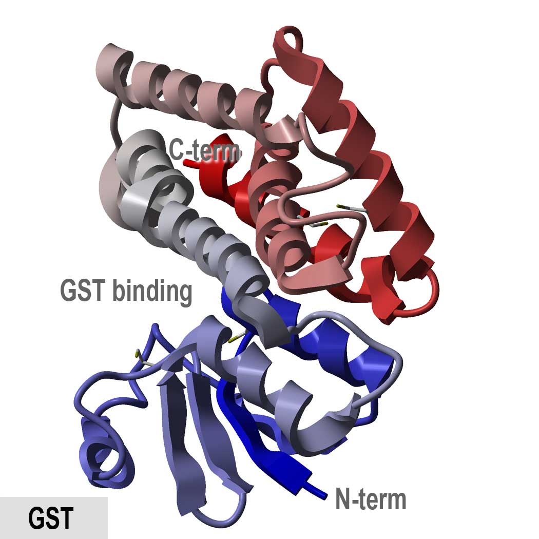 Glutathione s-transferase structure.