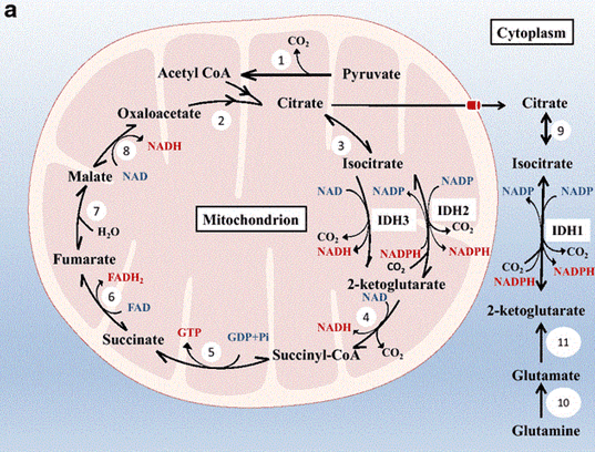 Model of the subcellular localization of the three IDH isoforms and their roles in normal cellular metabolism.