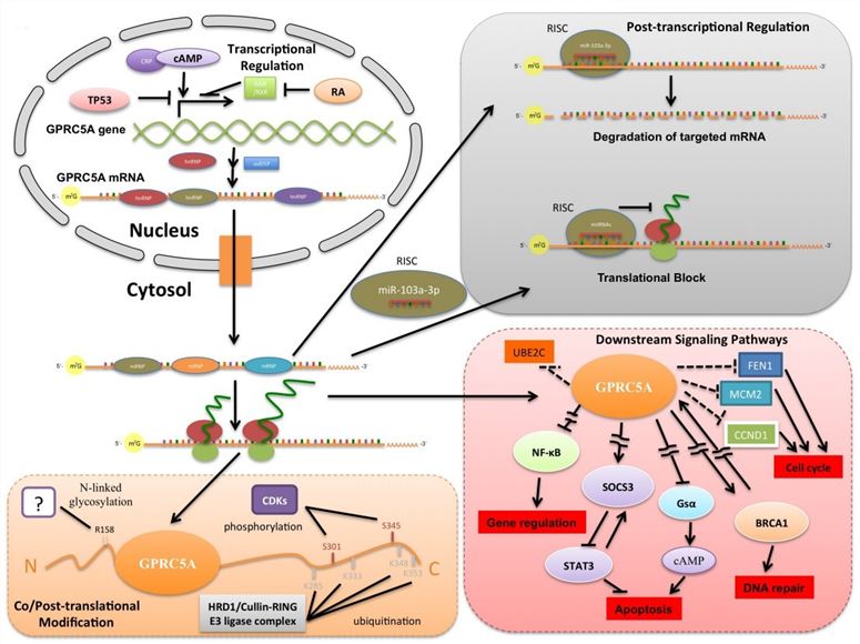 A systemic view of RAI3 (GPRC5A)'s activity.