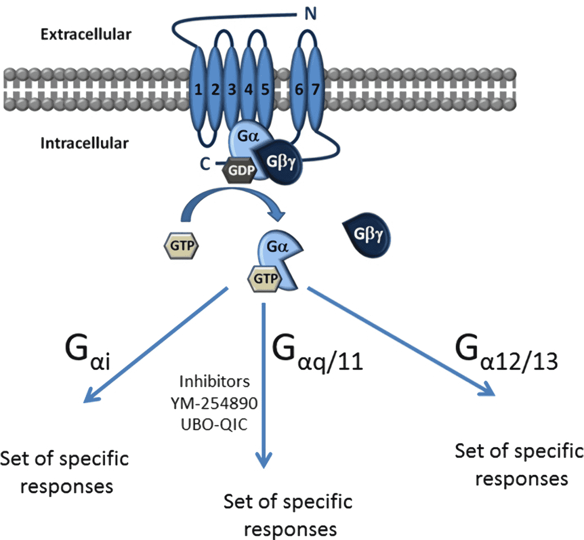 Classification of G proteins into four families according to their α subunit.