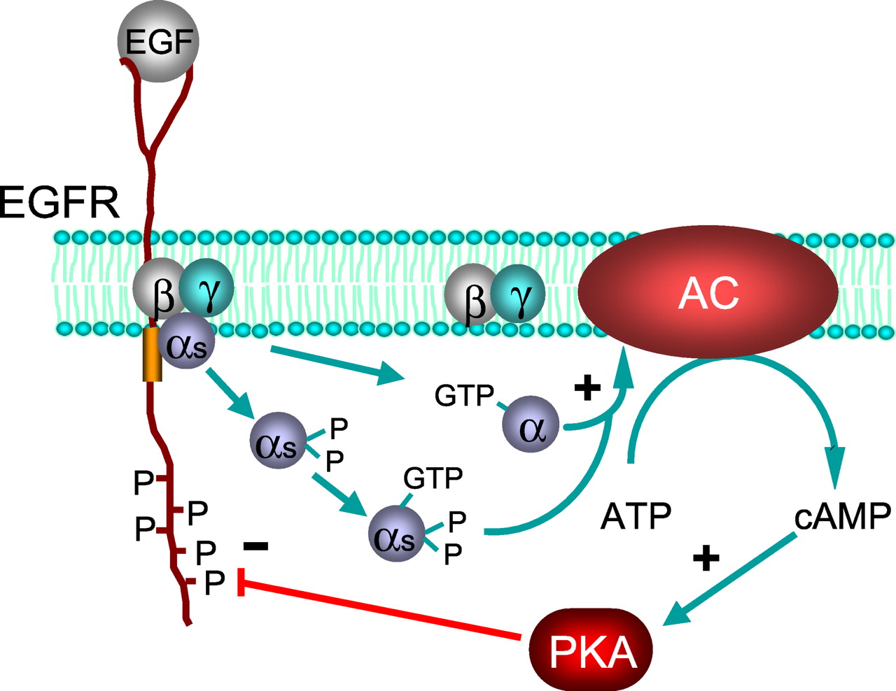 Activation of G<sub>s</sub> and stimulation of adenylyl cyclase by the EGF receptor.