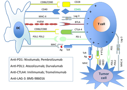 Illustration of the immune checkpoint molecules and their inhibitors.