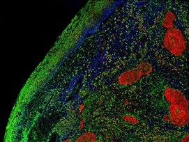 Fig.2 Imaging checkpoint molecules with sdAbs. (Sinziana, 2021)