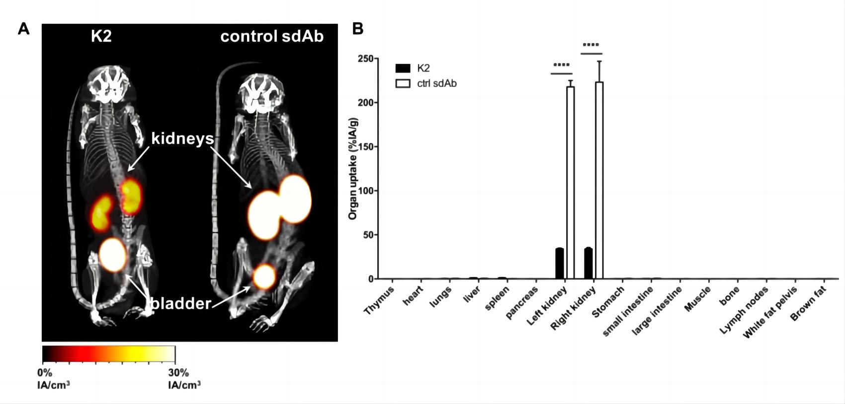 The biodistribution of sdAb in healthy C57BL/6 mice using SPECT/CT imaging.