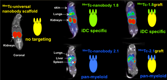 MicroSPECT/CT images of a non-targeting SdAb, iDC/pan-myeloid targeting sdAb.