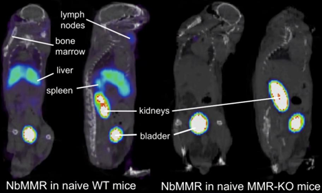 MicroSPECT/CT images of a wild type and a MMR Knockout mouse injected with 99mTc-labeled anti-MMR sdAb.