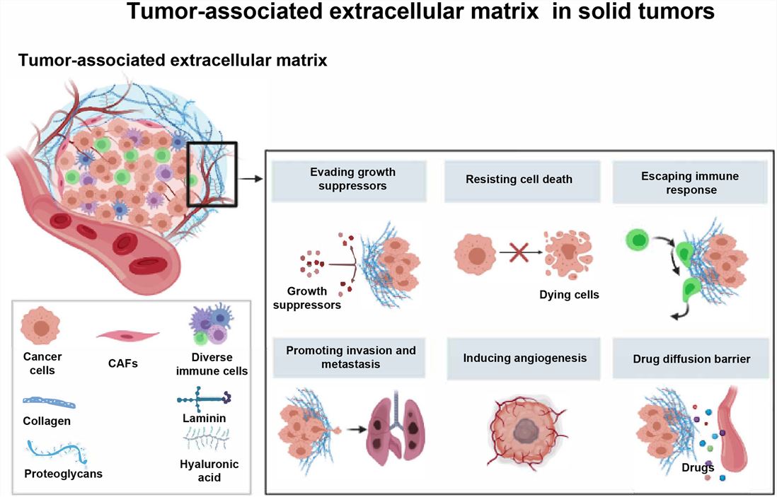 The major components and roles of tumor-associated extracellular matrix in solid tumors.