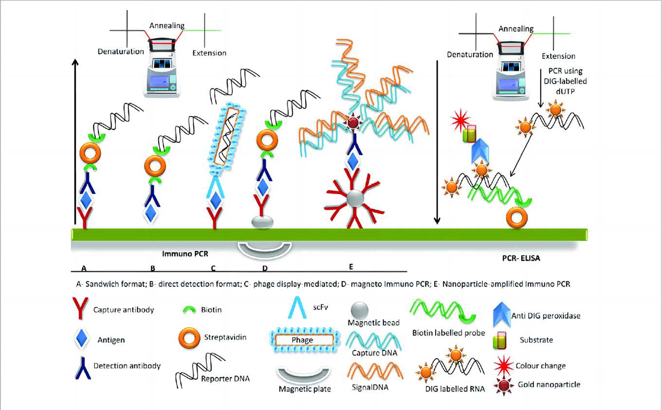 Fig.1 PCR-ELISA and immuno-PCR.