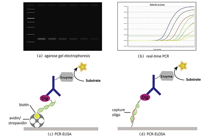 (a) agarose gel electrophoresis. (b) real-time PCR technique based on sybr green I dye or fluorescent probe. (c) PCR-ELISA. (d) PCRELOSA.