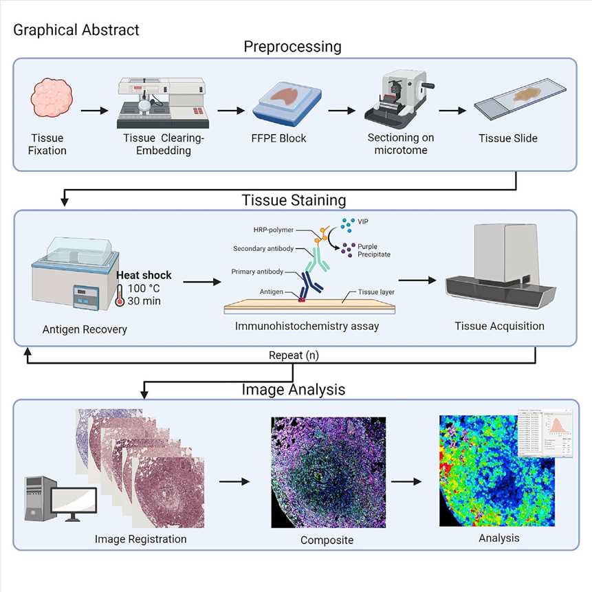 Fig.1 Immunohistochemistry. (Maiques, et al., 2022)