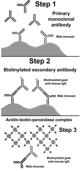 Workflow of immunohistochemistry.
