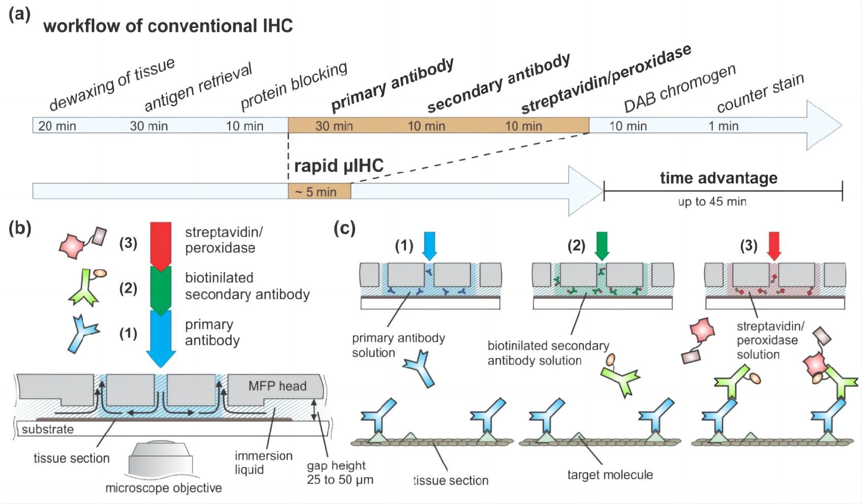 Fig.2 Immunohistochemistry protocol.