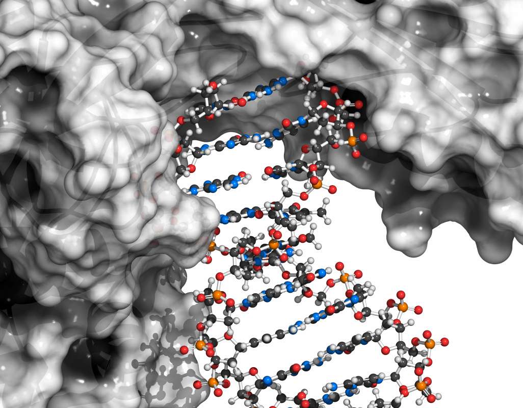 Fig.5 Protein & DNA interact. (Creative Biolabs Authorized)