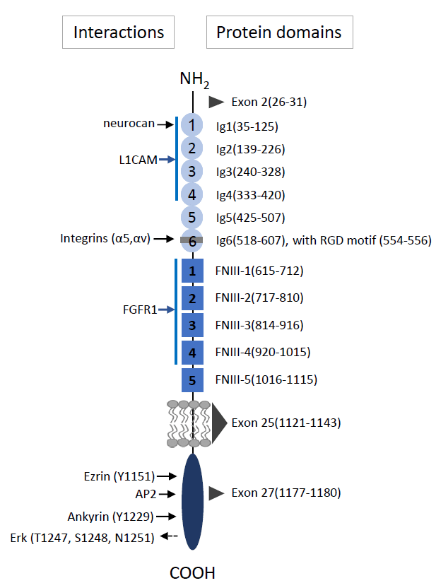 L1CAM domain structure with known interaction sites.