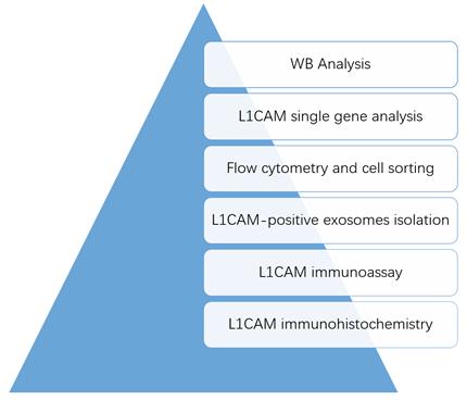 L1CAM Analysis