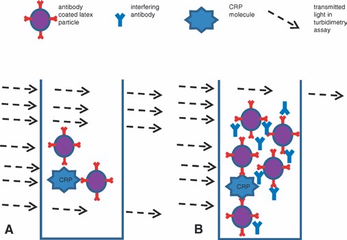 Fig.1 A schematic depicting a potential mechanism by which antibodies interfere with particle-enhanced turbidimetric immunoassays.