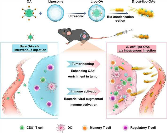 Liposomal Encapsulation of OVs and E. coli for Tumor Biotherapy