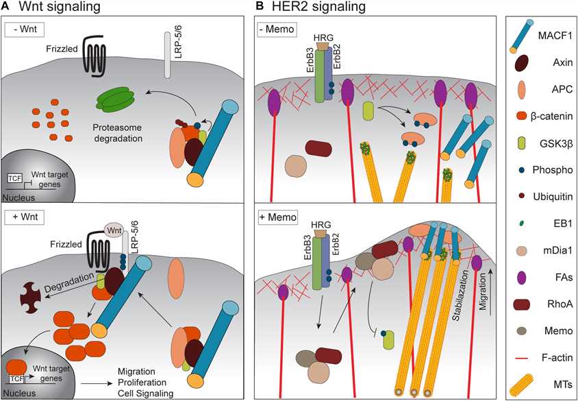 MACF1 signaling in physiological and cancer contexts.