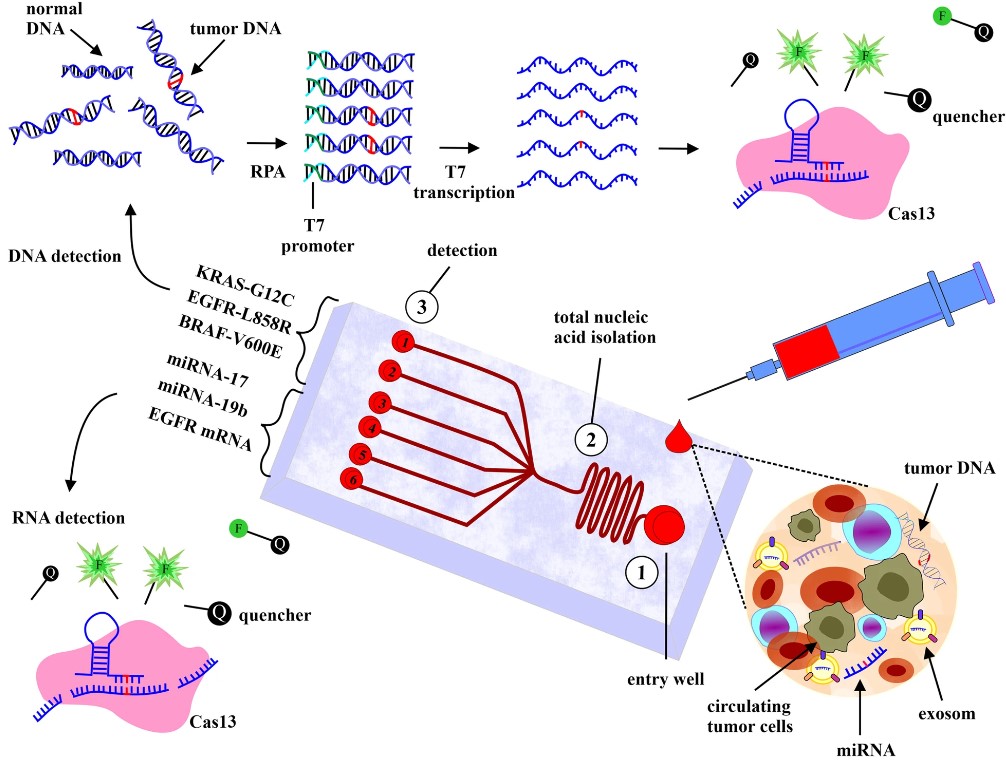 Microfluidic-based cancer diagnosis.