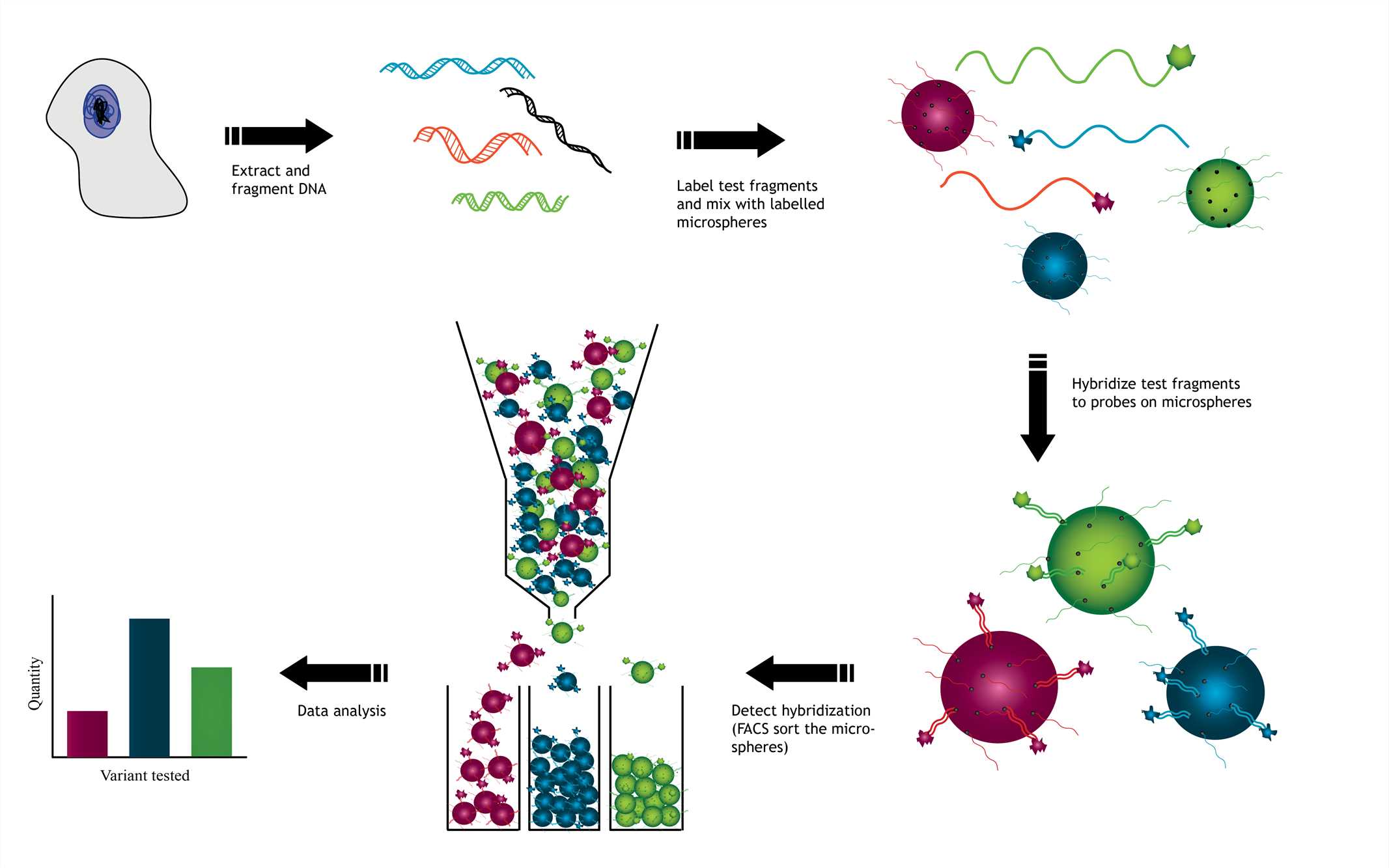 Procedural overview of microsphere-based array technology using DNA hybridization as a model.