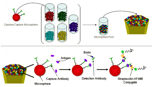 Principle of the fiber-optic microsphere-based antibody array.