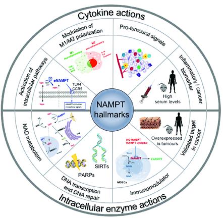 The roles of the extracellular and intracellular forms of NAMPT.
