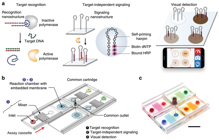 Visual and modular detection of pathogen nucleic acids.