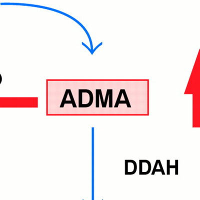 IVD Antibody Development Services for Asymmetric Dimethylarginine