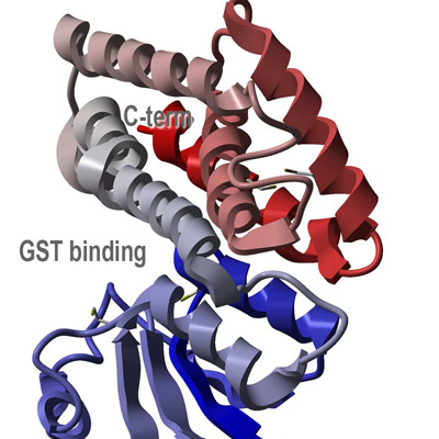 IVD Antibody Development Services for Glutathione-s-Transferase
