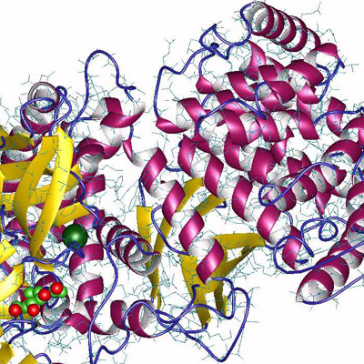 IVD Antibody Development Services for Alanine Aminopeptidase