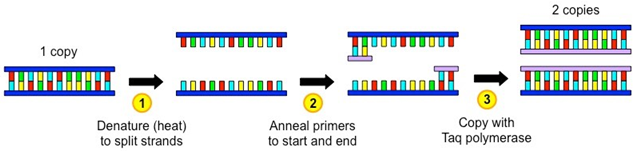 Summary of a single PCR cycle.