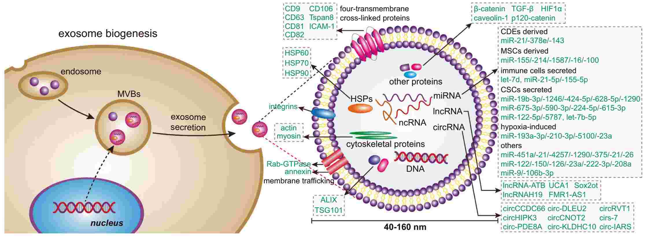  Exosome biogenesis and its contents