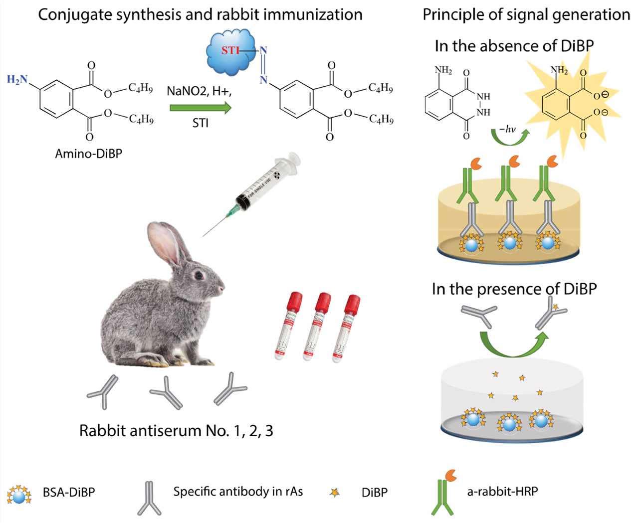 The general scheme and principle of rabbit polyclonal antibody development. (OA Literature)