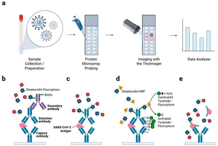 Protein microarray technology protocol.