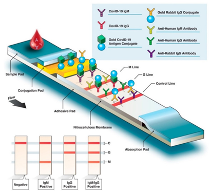Overview of COVID-19 rapid diagnostic test for IgG and IgM detection