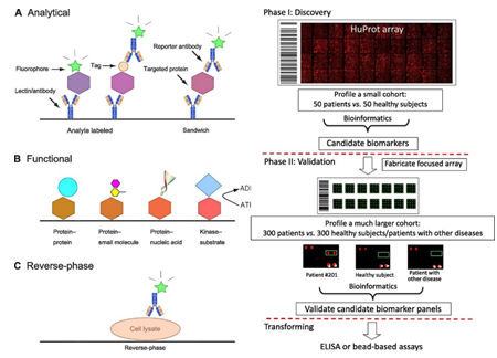 Types of protein arrays (left) and scheme of the two-phase strategy for biomarker identification using functional protein arrays (right).