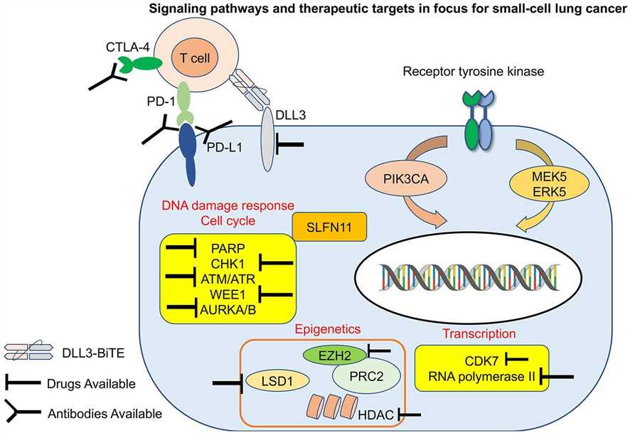 Fig.1 Signaling pathways in small-cell lung cancer. (Taniguchi, Triparna & Rudin, 2020)
