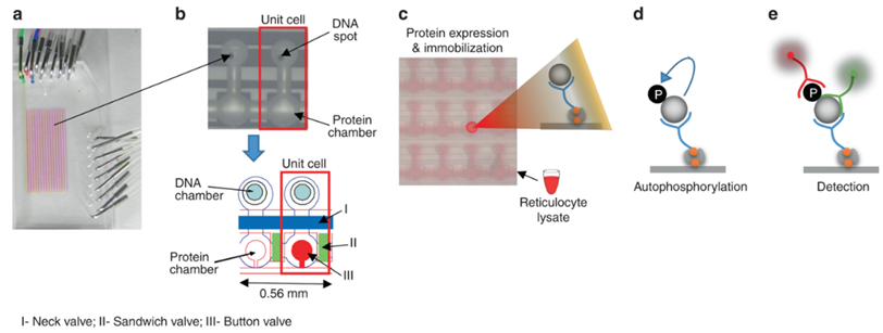 High-throughput integrated Microfluidics strategy for tyrosine autophosphorylation discovery.