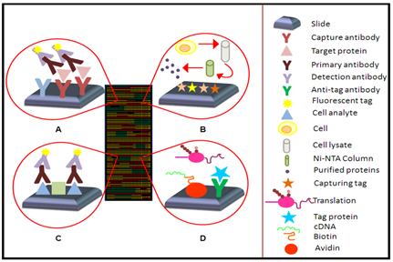 Types of different microarrays.