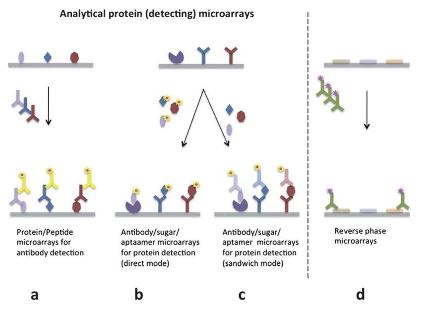 (a) Scheme typically used for allergy tests, infectious disease diagnosis and autoimmunity diagnostics. (b) Direct mode for protein detection. (c) Sandwich mode for protein detection. (d) Reverse-phase microarrays.